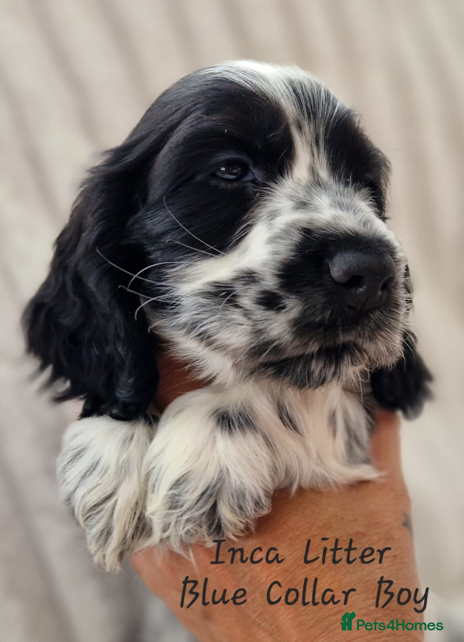 Cocker Spaniel dogs RKC Cocker Spaniel Puppies - Advert 1
