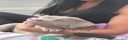 American Bully dogs for sale: Champion blood American pocket bully’s 🇺🇸 🦍 - Advert 16
