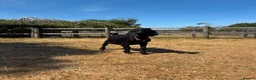 Goats livestock for sale: 2 Boer/Nubian Wethers - Advert 2