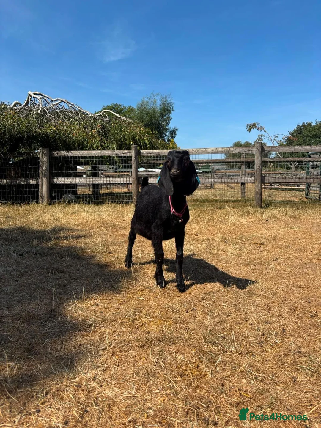 Goats livestock for sale: 2 Boer/Nubian Wethers - Advert 2