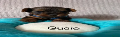 💙 Gucio Boy Yorkshire Terrier 