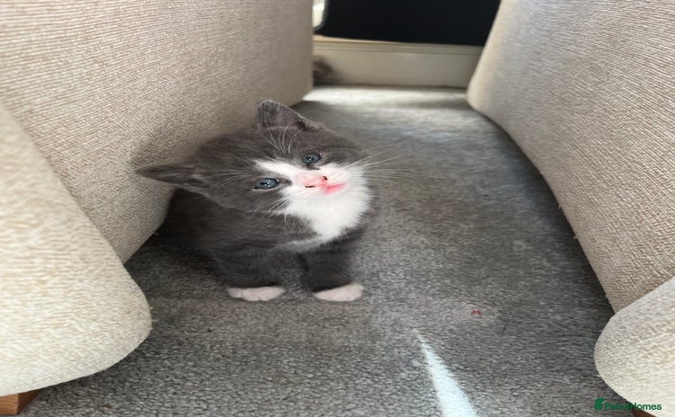 Domestic Shorthair cats - Advert 1