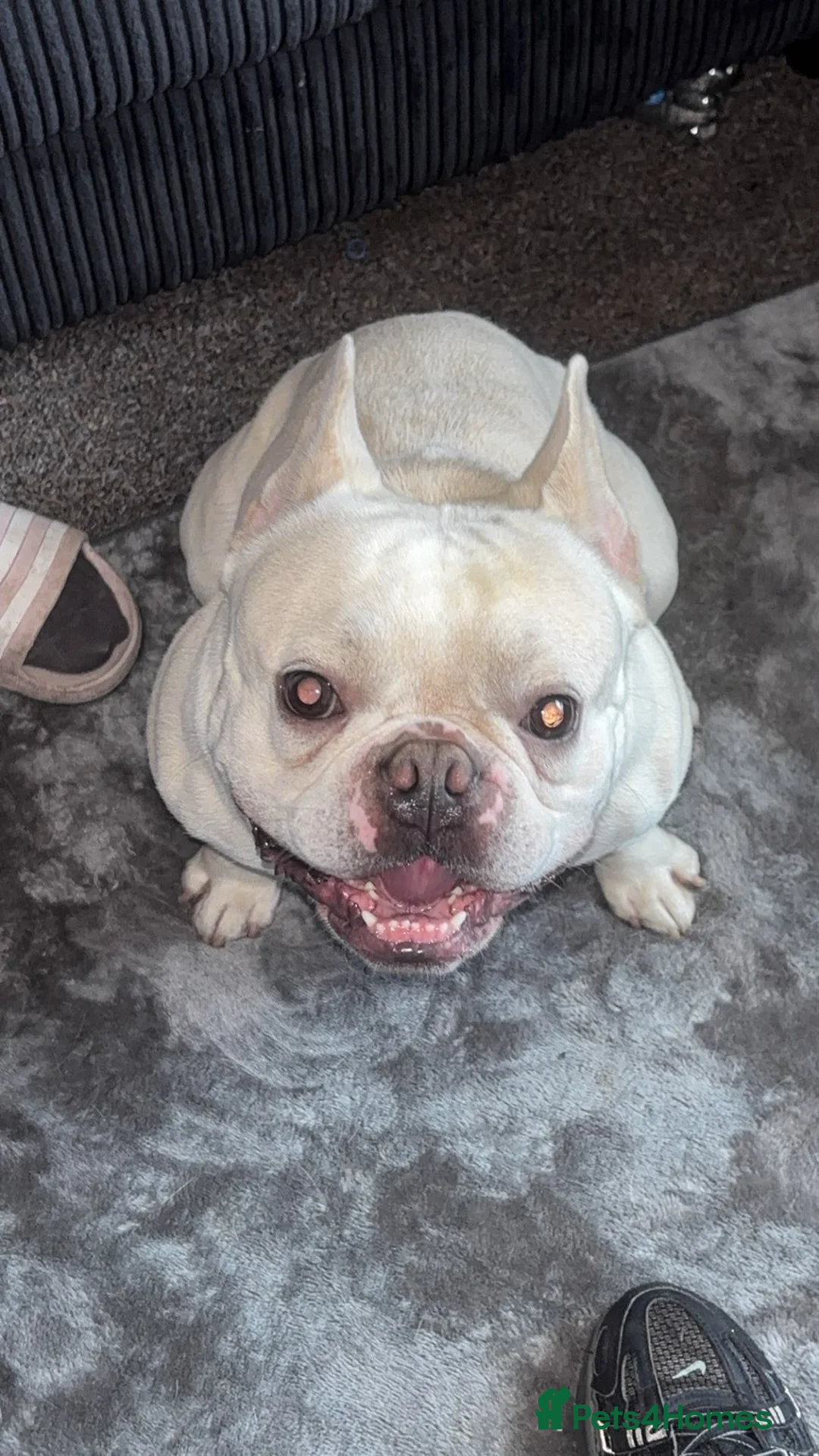 French Bulldog dogs for stud: MEET TEDDY🧸  - Advert 2