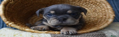 English Bulldog Puppy 4 koala 