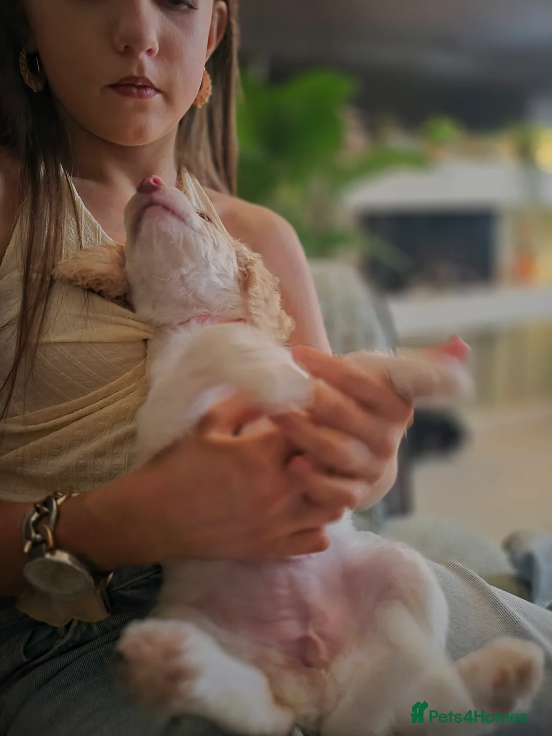 Cockapoo dogs for sale: F2 generation cockerpoo puppys  - Advert 17