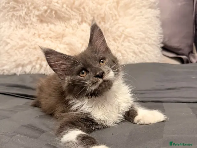 Maine Coon cats for sale: Stunning Maine Coon Litter Of Kittens - Advert 4
