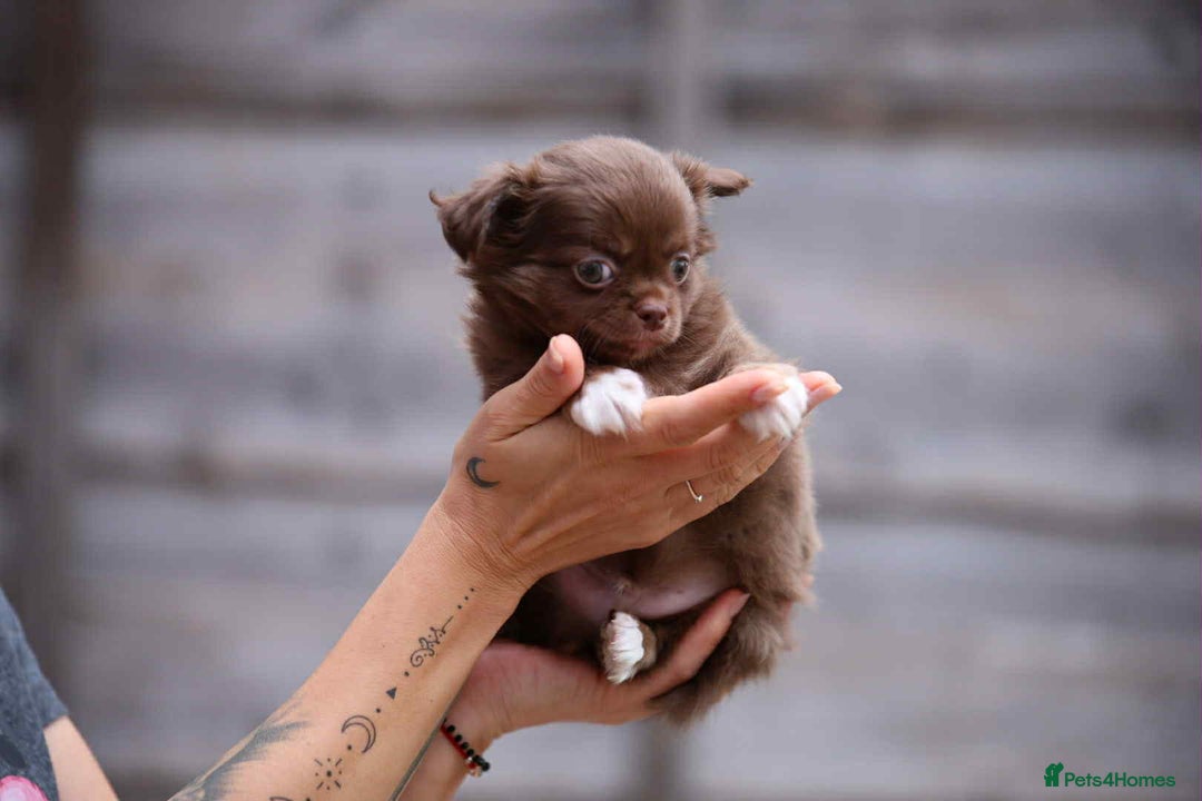 Chihuahua dogs for sale: Long haired chihuahua boy  - Image 2