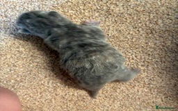 British Shorthair cats for sale: 5 TICA BRITISH SHORTHAIRED KITTENS - Image 10