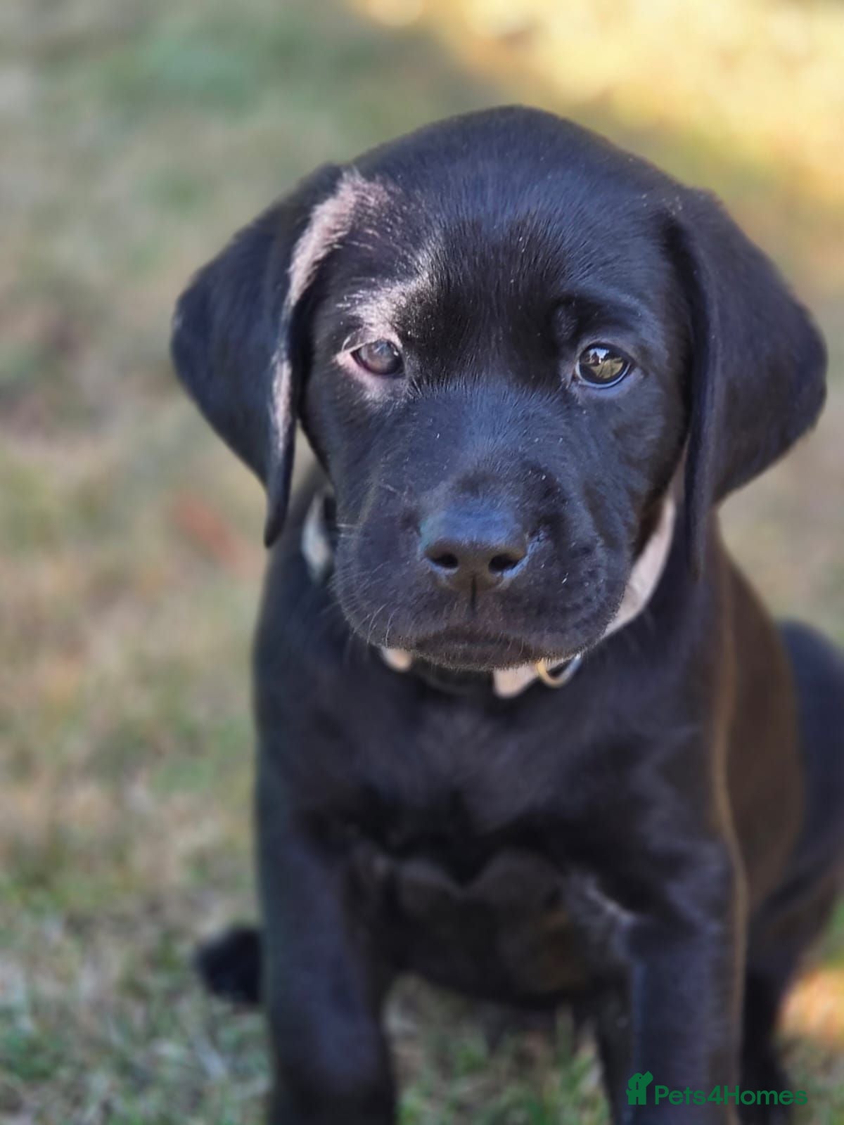 Labrador Retriever dogs 🐾 3 Boys left 🐾 Beautiful litter of 8 Labradors - Advert 8