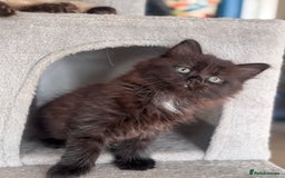 Mixed Breed cats for sale: Ragdoll and Maine Coon crossed  - Image 35