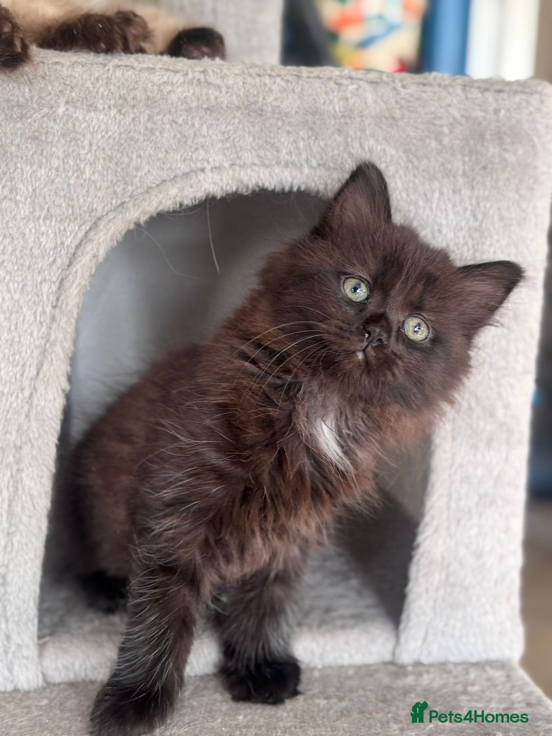 Mixed Breed cats for sale: Ragdoll and Maine Coon crossed  - Image 35