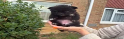 Pomeranian dogs for sale: Rare Blue eye Merle, husky type Black pomeranians  - Advert 9