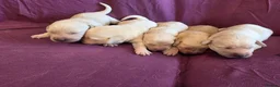 Goldador dogs for sale: Gorgeous KC Line Goldador Puppies 🐾  - Advert 5