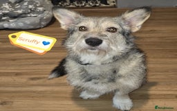 Mixed Breed dogs for adoption: 💙🐶 SCRUFFY 🐶💙 - Image 4