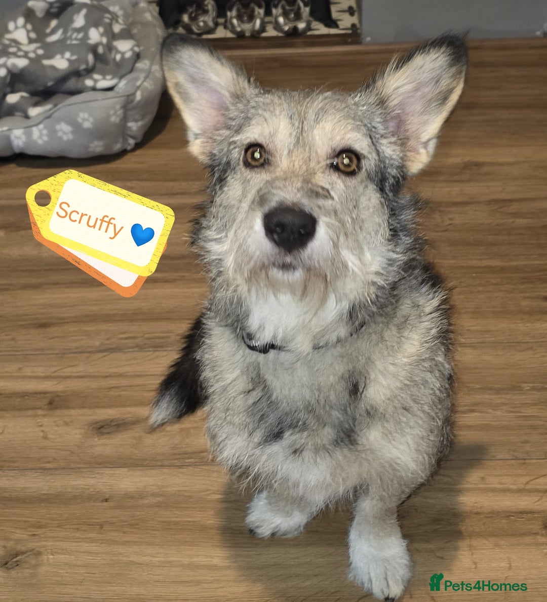 Mixed Breed dogs for adoption: 💙🐶 SCRUFFY 🐶💙 - Image 4