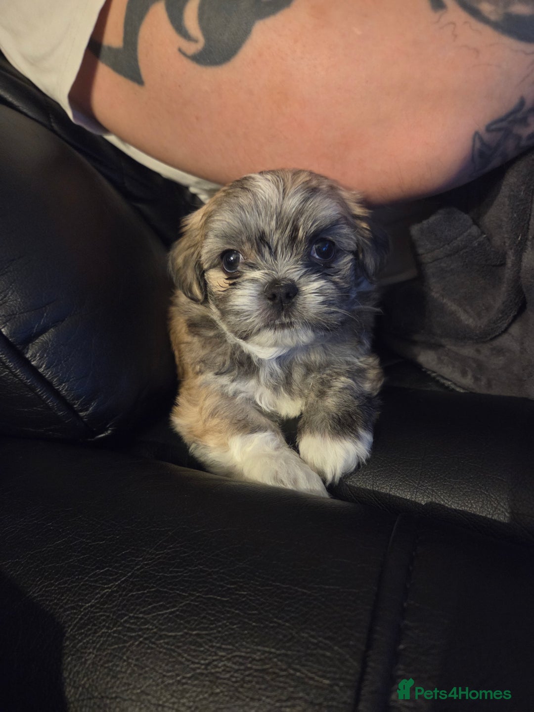 Shih Tzu dogs for sale: Imperial shih tzu puppies  - Advert 2