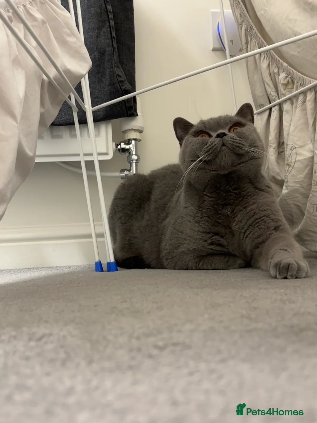 British Shorthair cats for sale: 🏆Exceptional Champion Line BSH Kittens🏆 - Advert 2