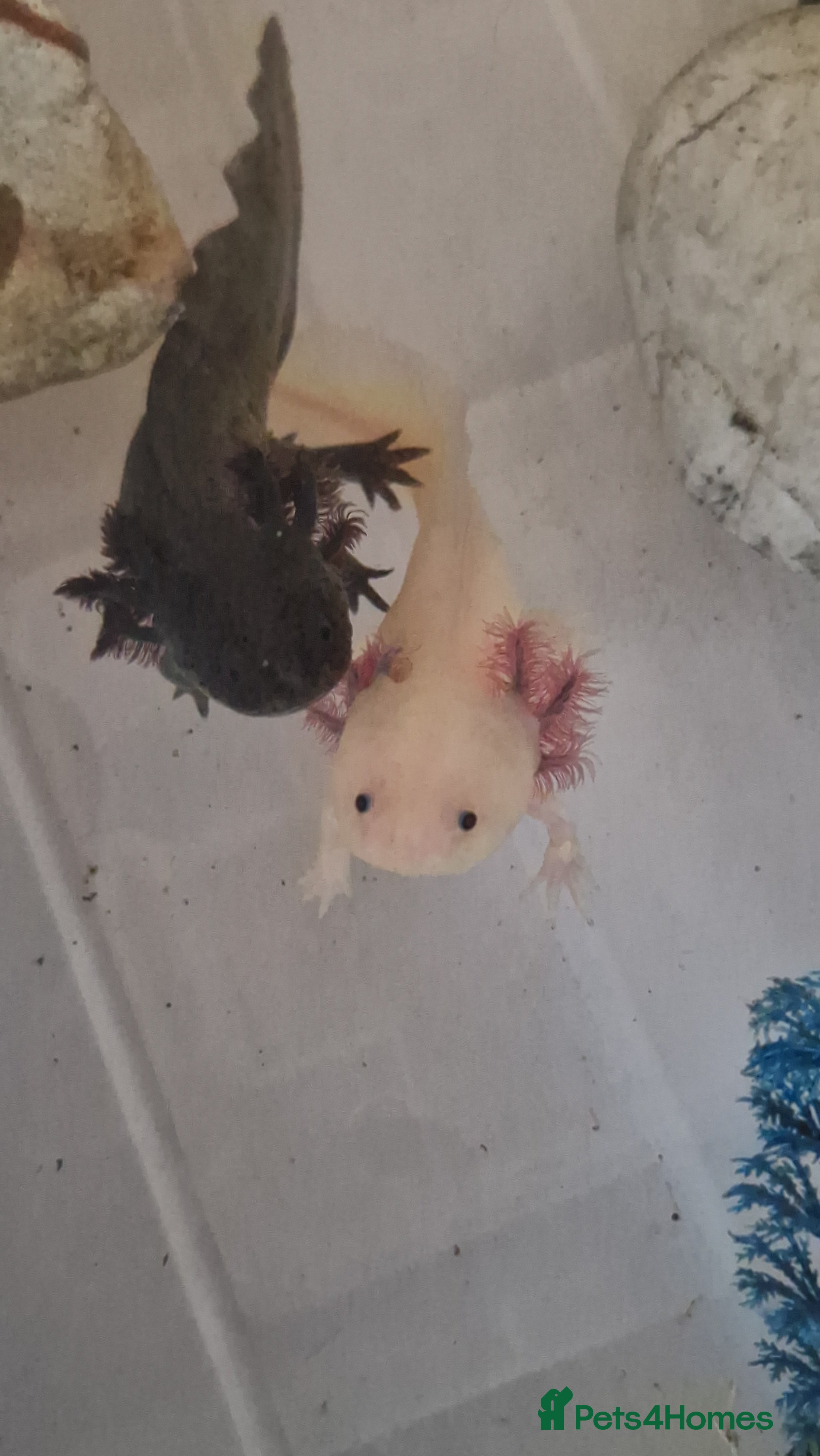 Axolotl reptiles Axolotls - Advert 8