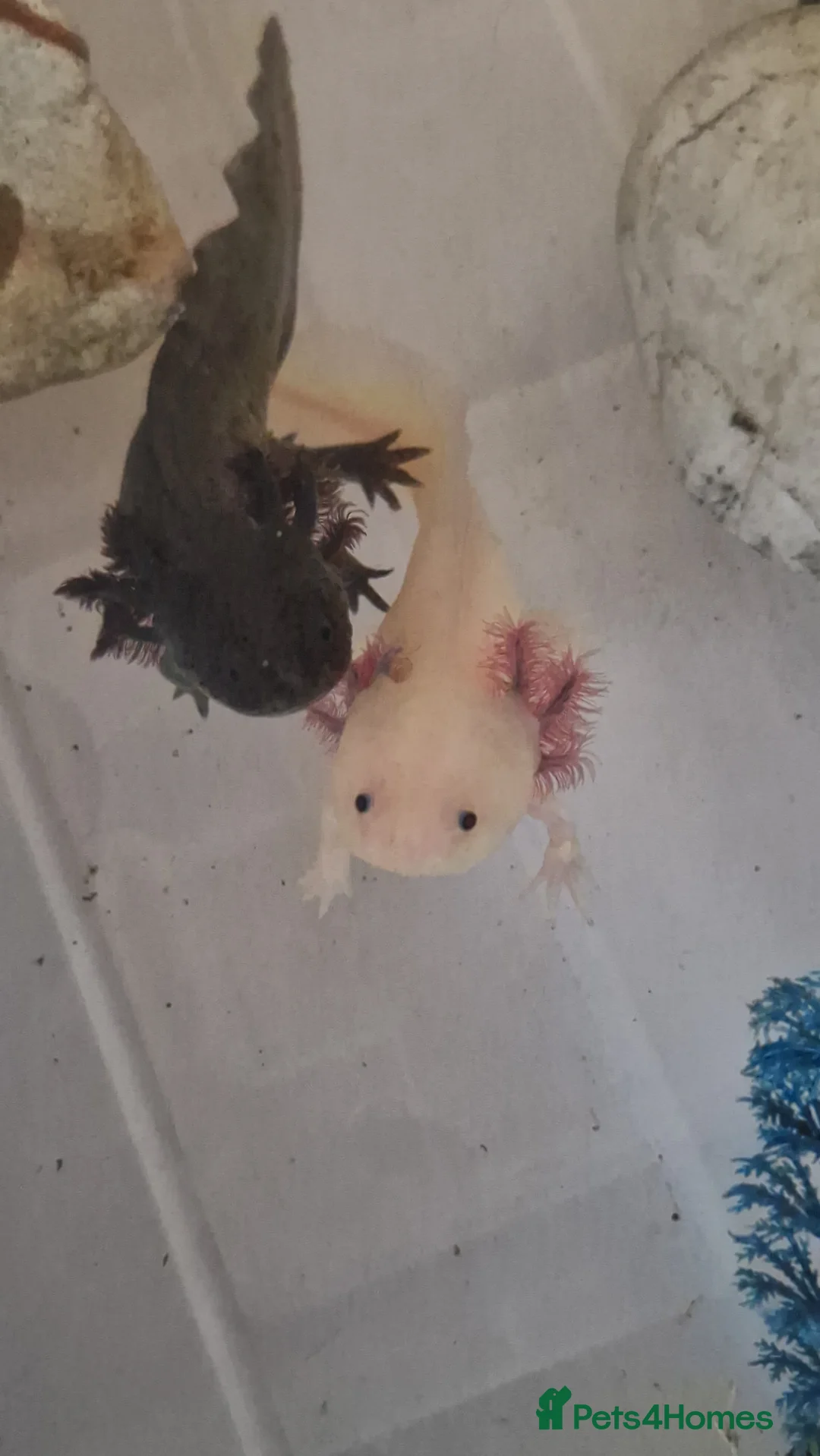 Axolotl reptiles for sale: Axolotls - Advert 1