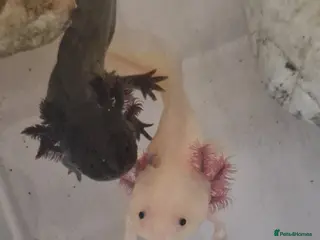 Axolotl reptiles Axolotls - Advert 8