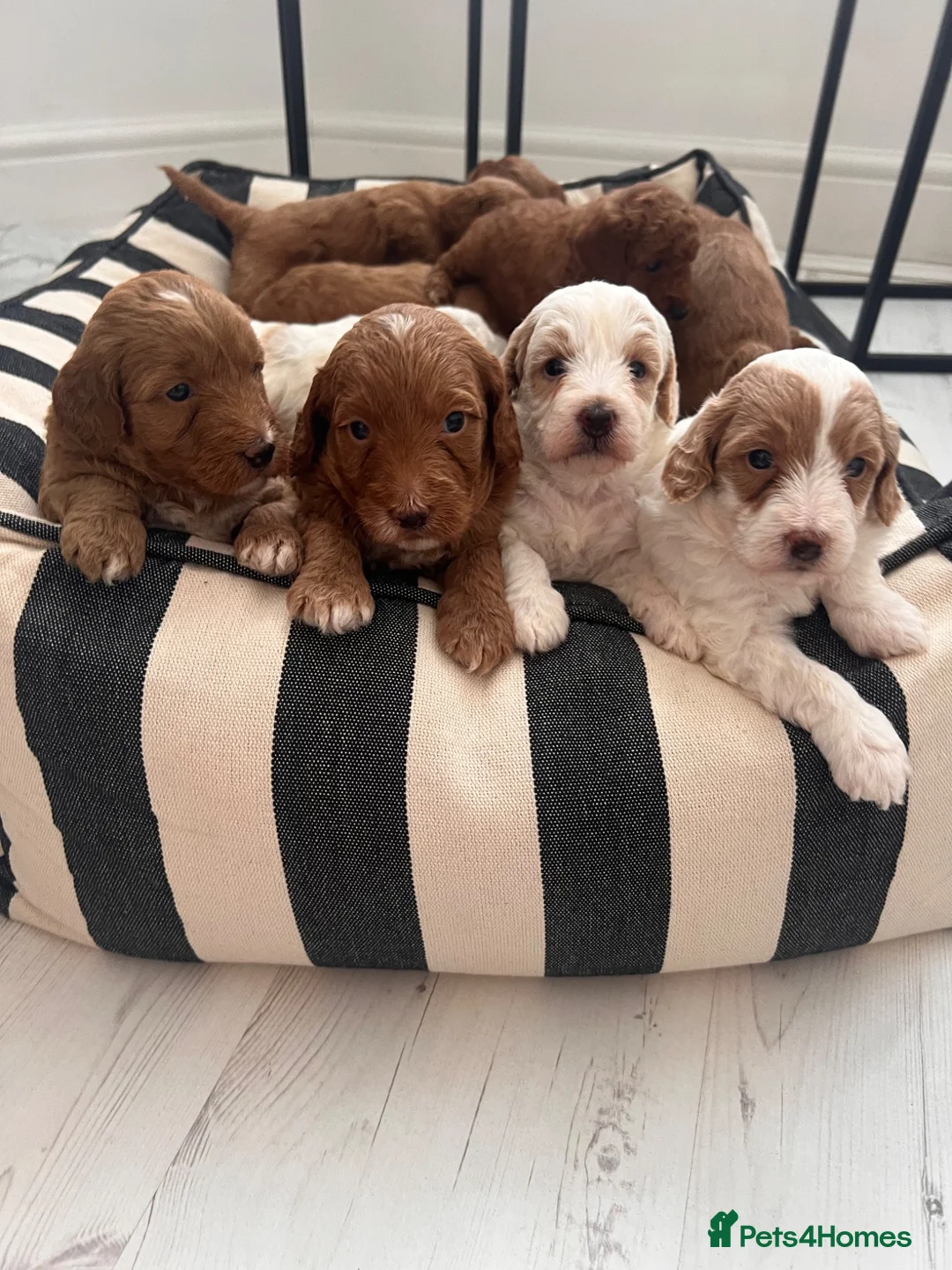 Australian Labradoodle dogs for sale: Absolutely outstanding Australian Labradoodle 🐾 - Advert 1