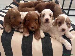 Australian Labradoodle dogs Absolutely outstanding Australian Labradoodle 🐾 - Advert 4
