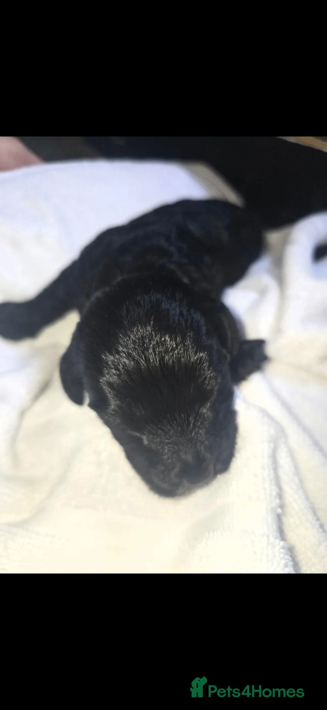 Cavapoochon dogs for sale: Cavapoochons  in Llandeilo - Advert 2