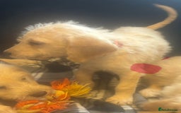Labradoodle dogs for sale: F1 Labradoodles  - Image 19