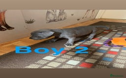 Staffordshire Bull Terrier dogs for sale: RARE BLUE MERLE STAFFORDSHIRE BULL TERRIER PUPPIES - Image 20