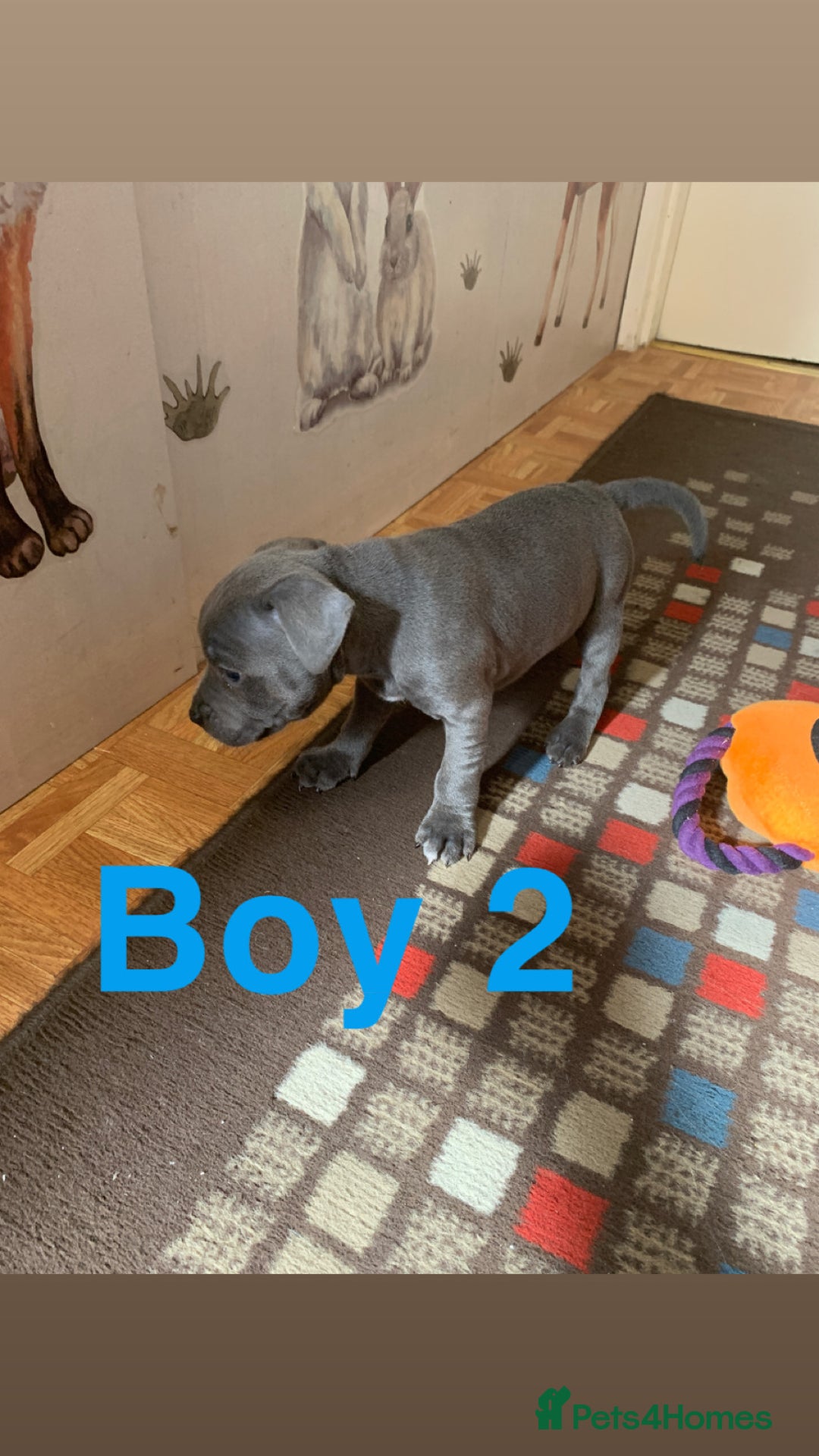 Staffordshire Bull Terrier dogs for sale: RARE BLUE MERLE STAFFORDSHIRE BULL TERRIER PUPPIES - Image 20