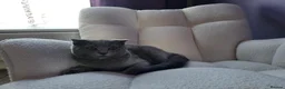 British Shorthair cats for sale: British short hair kitten  - Advert 3