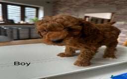 Miniature Poodle dogs for sale: Beautiful litter of Cheeky KC Reg. Mini Poodle's - Image 11