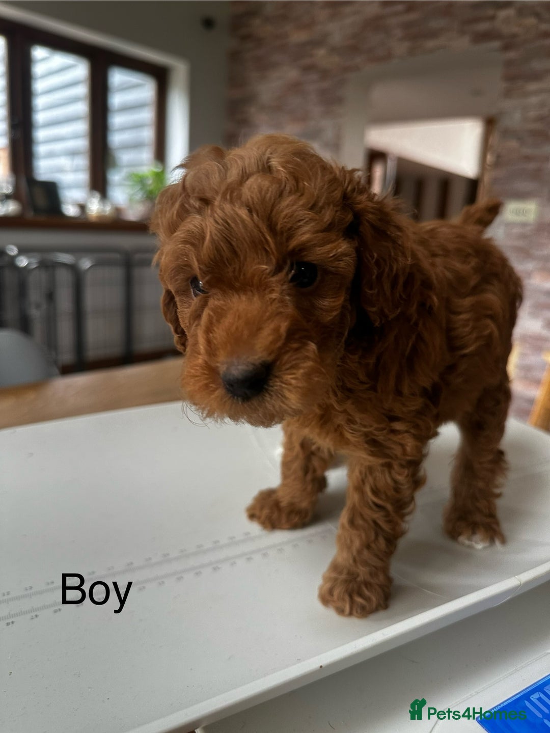 Miniature Poodle dogs for sale: Beautiful litter of Cheeky KC Reg. Mini Poodle's - Image 11