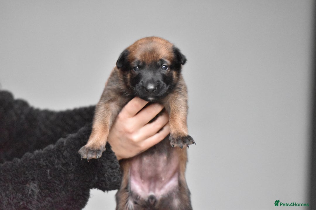 Belgian Shepherd Dog dogs for sale: Exclusive bloodlines  - Advert 14