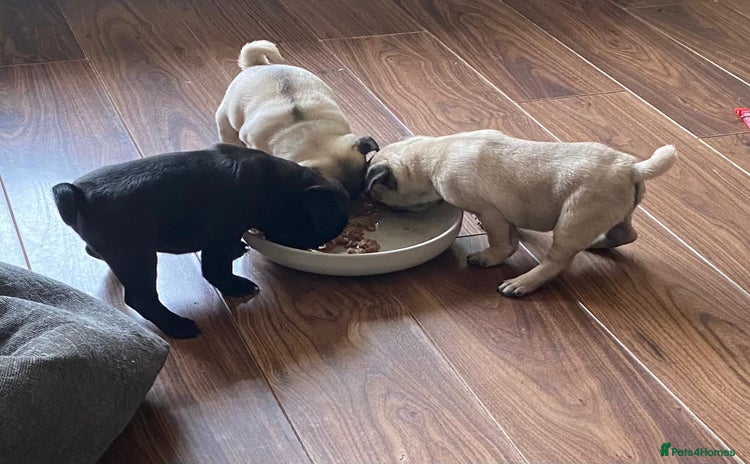 Pug dogs - Advert 1