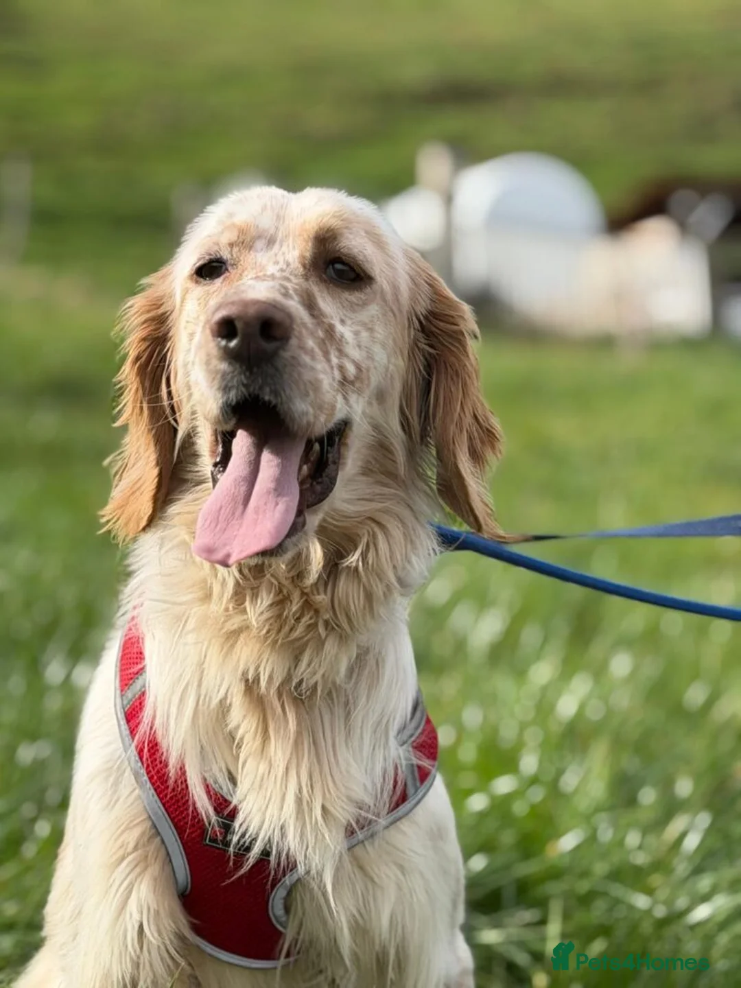 English Setter dogs for adoption: Oleo  - Advert 1