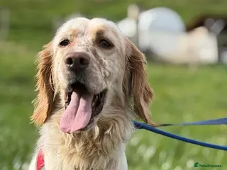 English Setter dogs Oleo - Advert 17