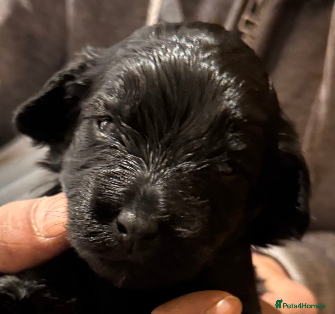 Cockapoo dogs for sale: F1 Cockapoo's - Image 21