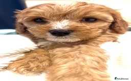 Cavapoo dogs for sale: ⭐️ Black & Tan Female Toy Cavapoo ⭐️ - Image 25