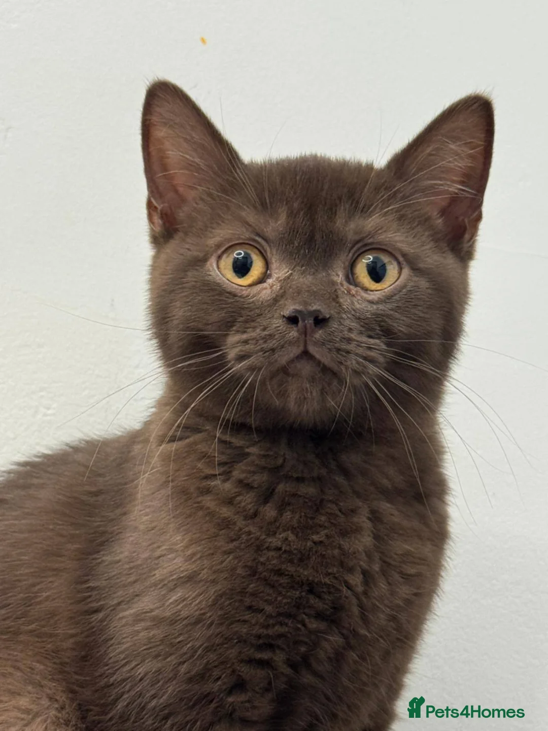 British Shorthair cats for sale: ✨Only 1 British Shorthair Left - Ready to go✨ - Advert 11