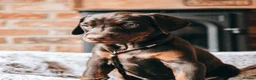 Dobermann dogs for sale: WAITLIST 2026 CEZARBLUE KC LICENSED BREEDER ⭐️ - Advert 21