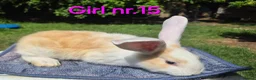 Continental Giant rabbits for sale: Pure Continental Giant Vaccinated  - Advert 11