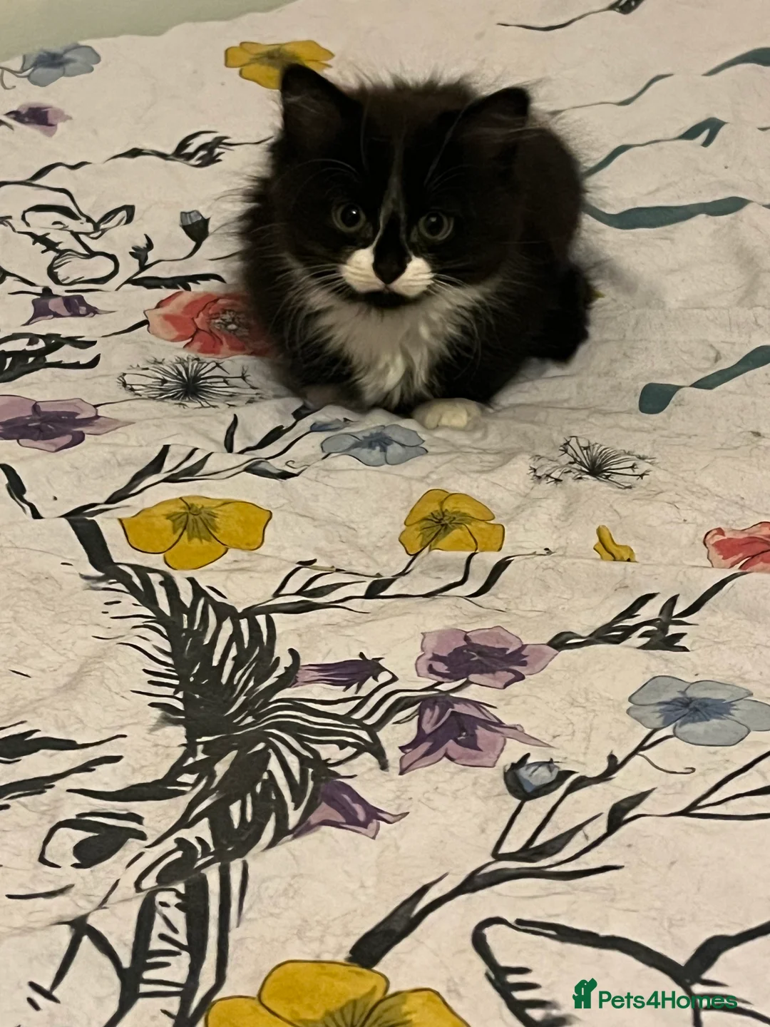 Mixed Breed cats for sale: Two female Tuxedo kittens for sale - Advert 4