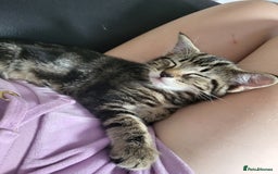 Mixed Breed cats for sale: Kitten - Image 2