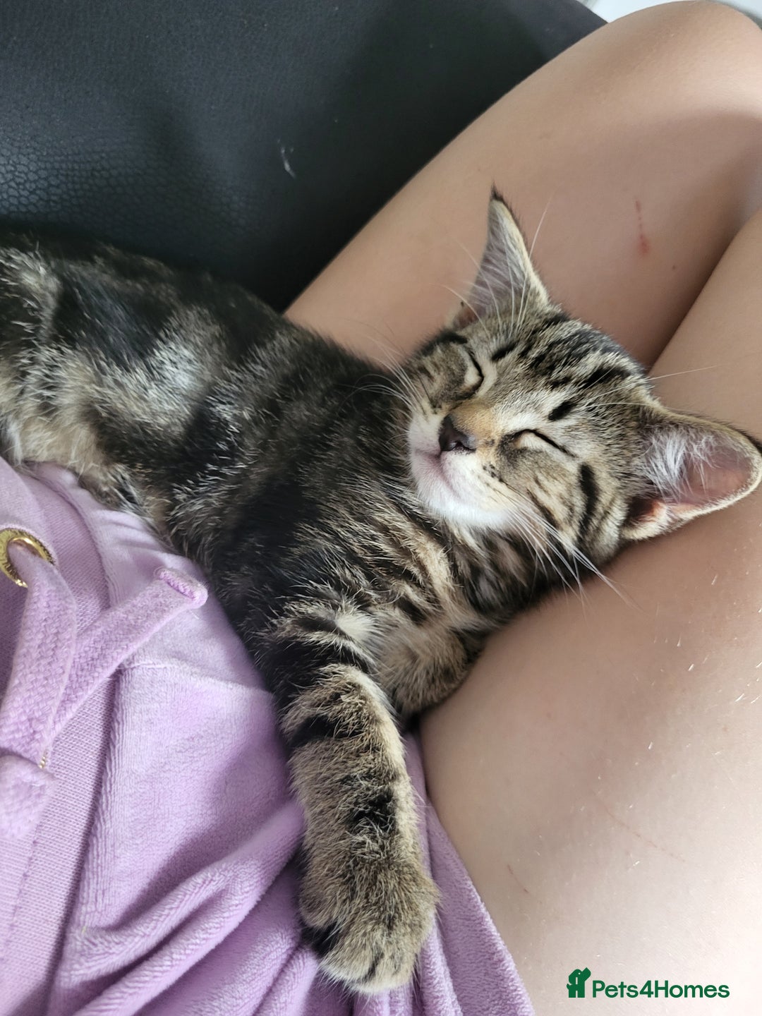 Mixed Breed cats for sale: Kitten - Image 2