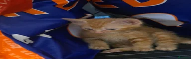 Kitten 2