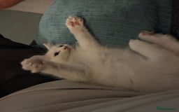 Ragdoll cats for sale: Ragdoll BSH cross kitten  - Image 10