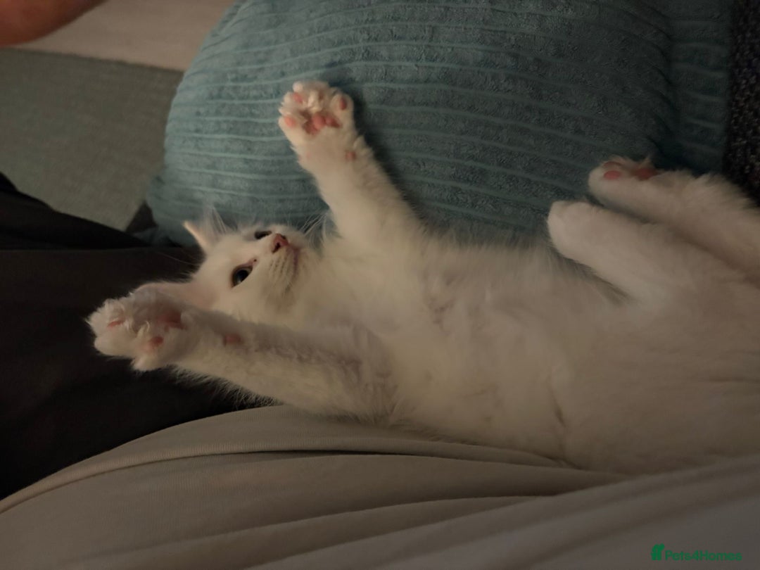 Ragdoll cats for sale: Ragdoll BSH cross kitten  - Image 10