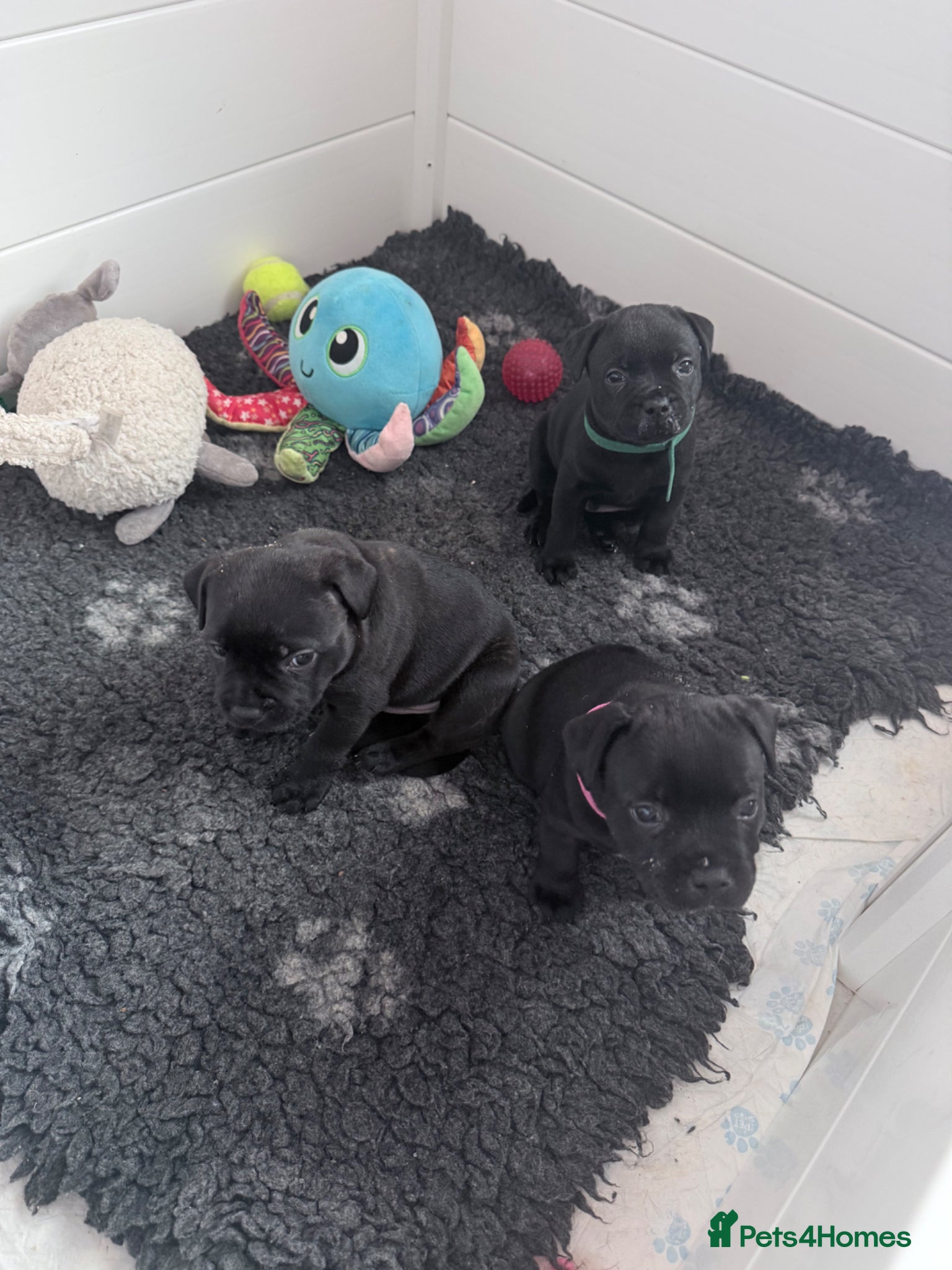 Staffordshire Bull Terrier dogs True To size Bullscaff bloodline black pupies - Advert 1