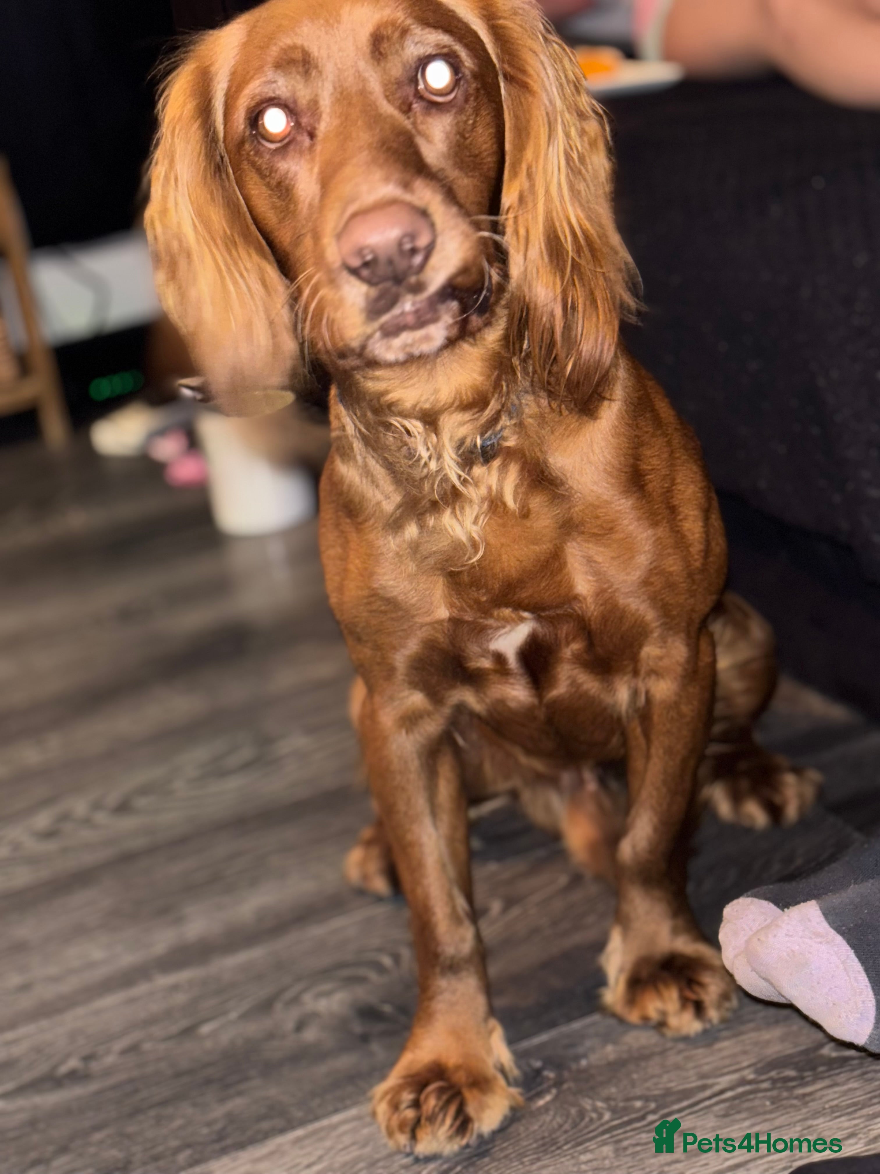 Cocker Spaniel dogs Juke cocker spaniel  - Advert 5